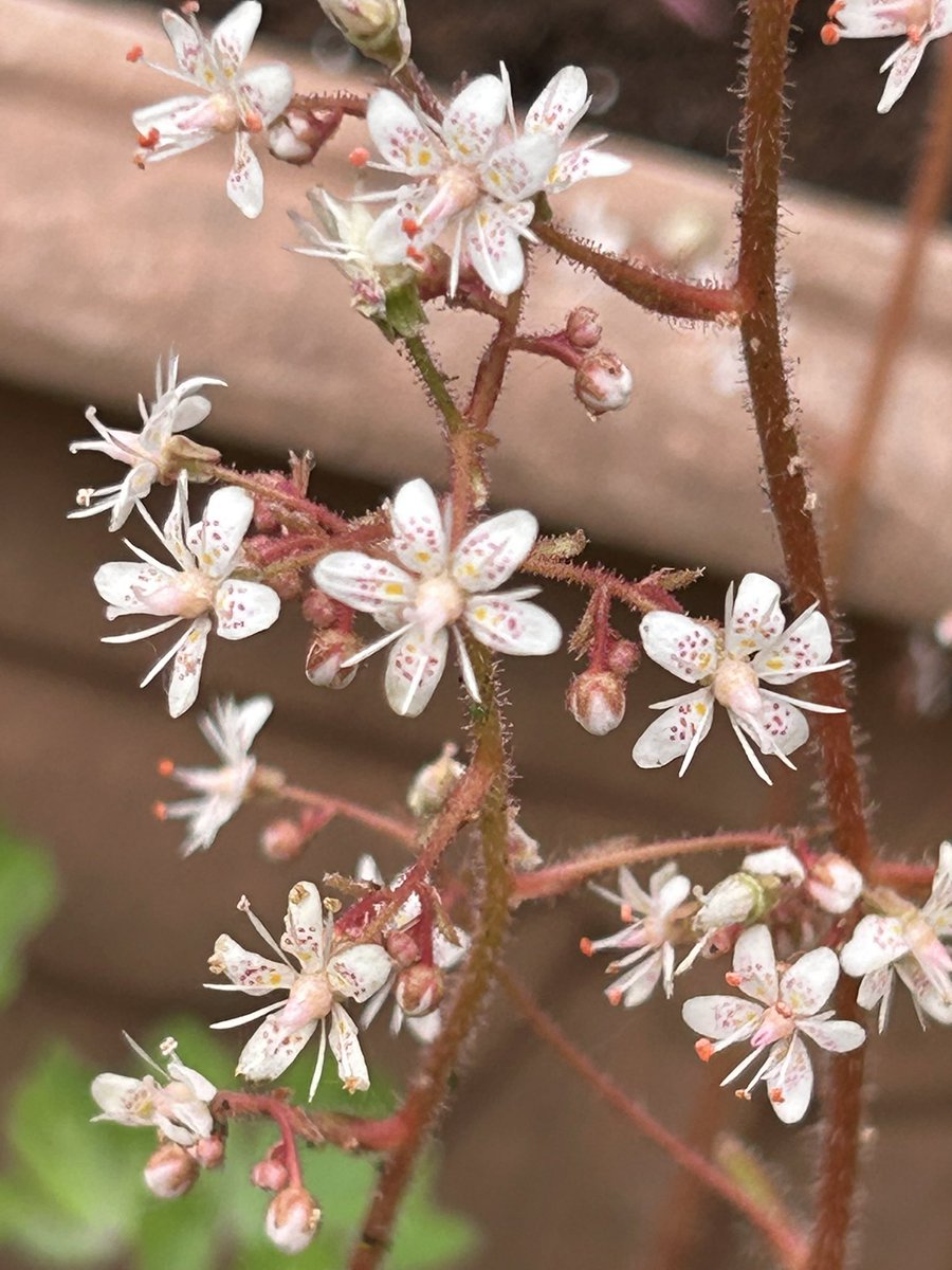 Vixyl's tweet image. Pretty little flowers on London Pride 💮

#flowers #gardening