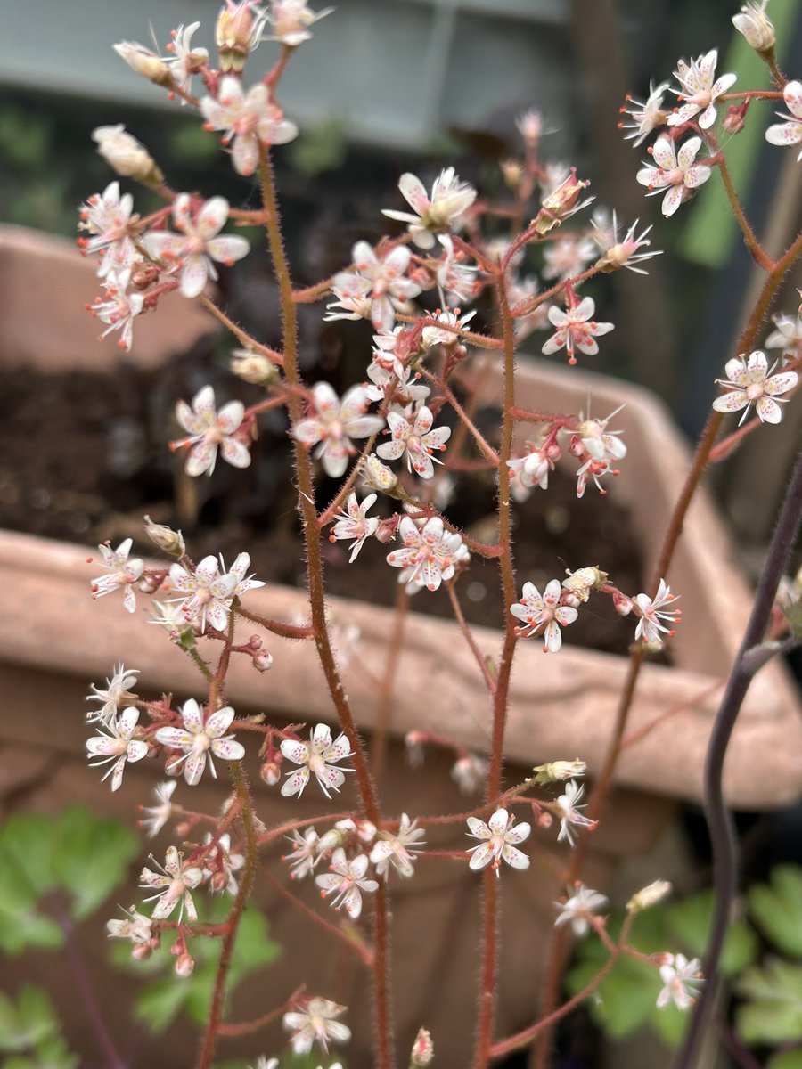 Vixyl's tweet image. Pretty little flowers on London Pride 💮

#flowers #gardening