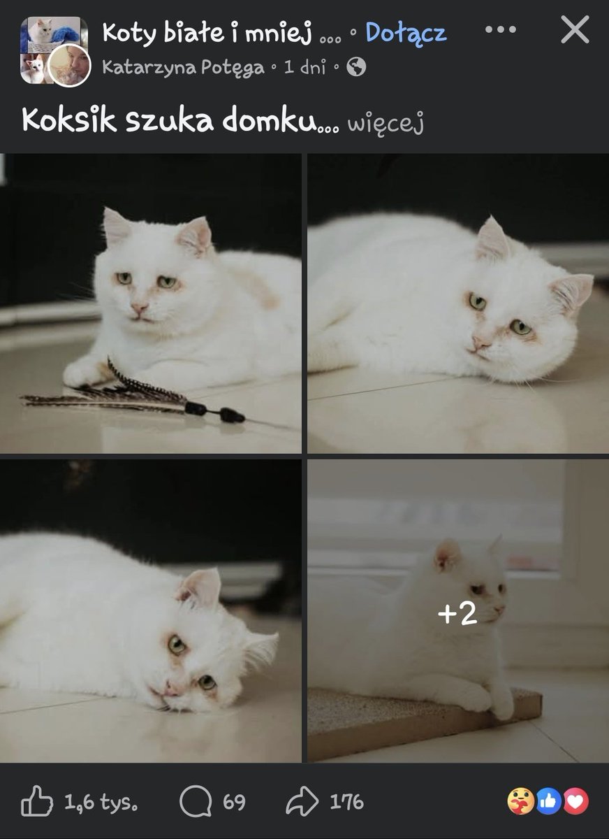 kupieckorzeni's tweet photo. To że Kosik nie ma domu jest jakąś ogromną pomyłką https://t.co/DUIfMURhoR