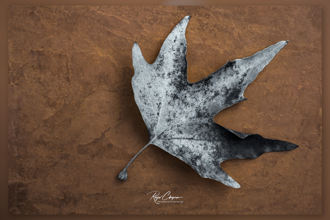 RC2208's tweet image. Over the next few days, I will share images of the leaves again. But this time, I have adopted a different approach. Partial monochrome conversion!

Nik Silver Efex Pro. tidd.ly/3NdVDy7 
Camera: Fujifilm X 100V

#fujifilmxseries #monochrome #leaf #srinagar #photoshop