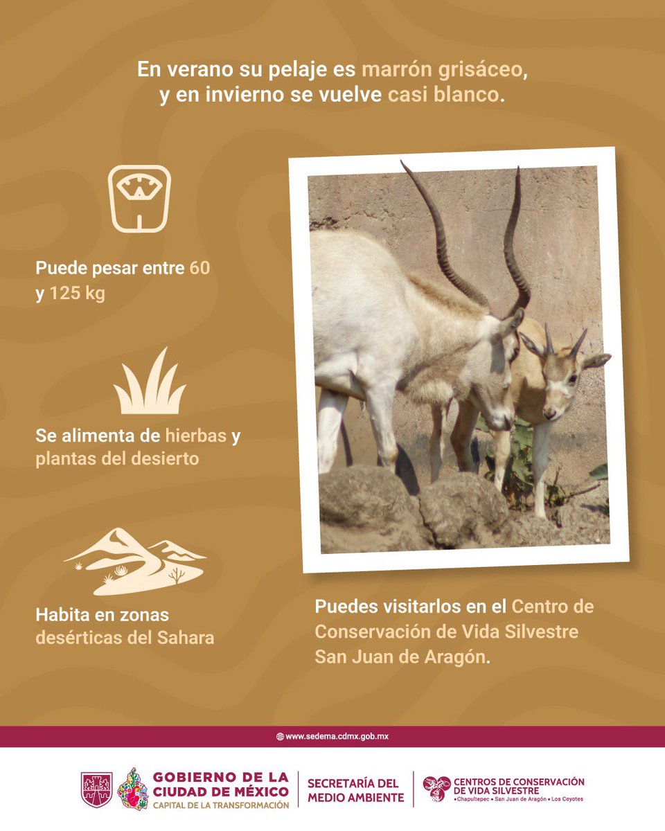 ZoologicosCDMX's tweet photo. ✨🌿Visita a la cría del antílope Addax en el Centro de Conservación de Vida Silvestre San Juan de Aragón! Y conoce a esta maravillosa especie que se encuentra en peligro de extinción 🌸✨
#CCVS #CDMX #ADDAX https://t.co/emWyVXQQwA