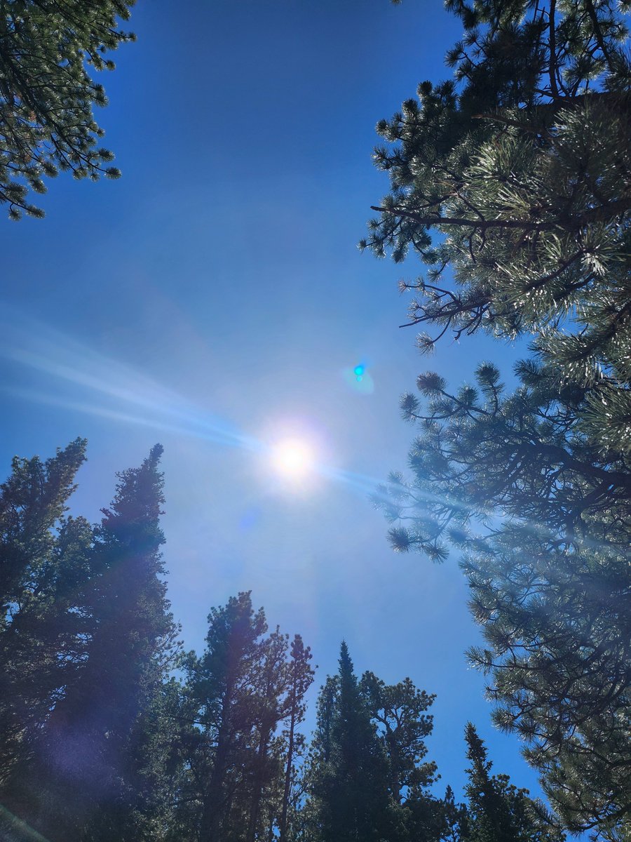 GregLionhart's tweet image. #Sun #Trees #Hiking #MyPhoto #Photography