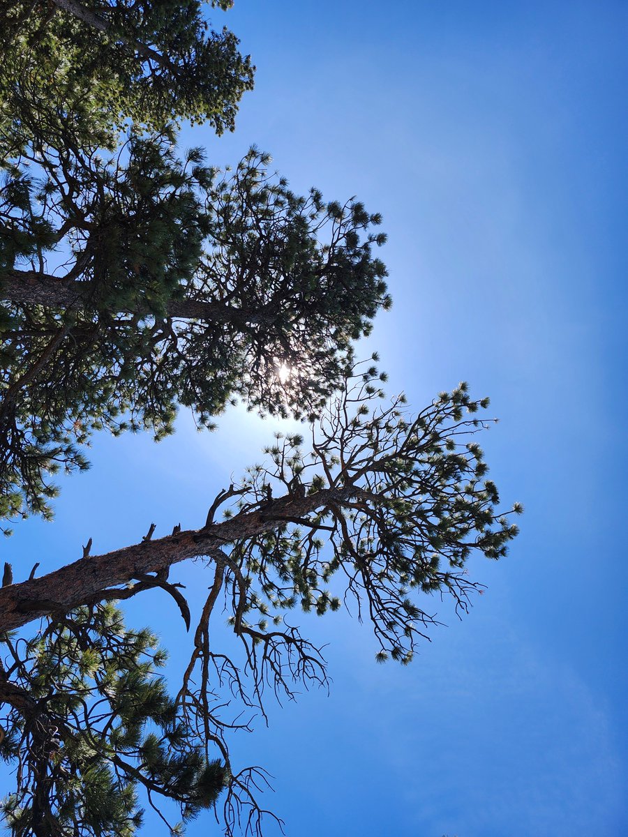 GregLionhart's tweet image. #Sun #Trees #Hiking #MyPhoto #Photography