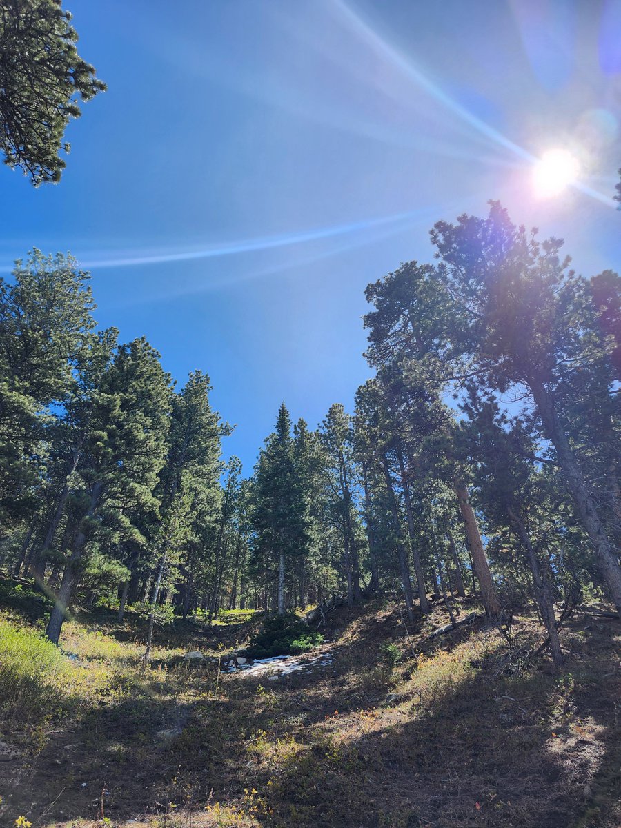 GregLionhart's tweet image. #Sun #Trees #Hiking #MyPhoto #Photography