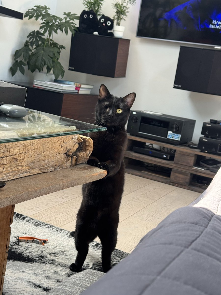 joergbartz's tweet photo. @PickliciousF This is Tommy. In November 2024 he was found wandering the streets in Odesa, with a terrible eye injury.
In February, he moved in with me.
He has been a light in the darkest times and has become a funny, adventurous and silly boy! https://t.co/8s1dFyuxSH