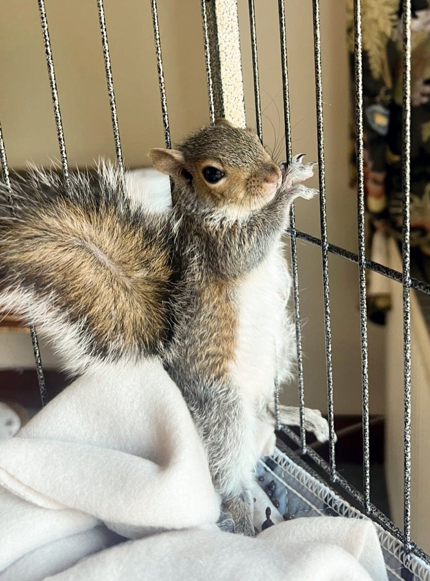 squirrels_urban's tweet photo. Excuse meโฆ have you seen this tail?! ๐๐ฟ๏ธ
Freshly fluffed and already stealing the spotlight โ someoneโs growing up fast!
#UrbanSquirrels #GlowUp #BabyToBig #WildlifeRescue https://t.co/RsXZfn7hft