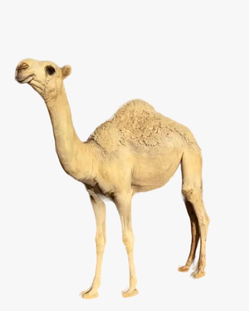 محمد سند الفهيدي tweet media