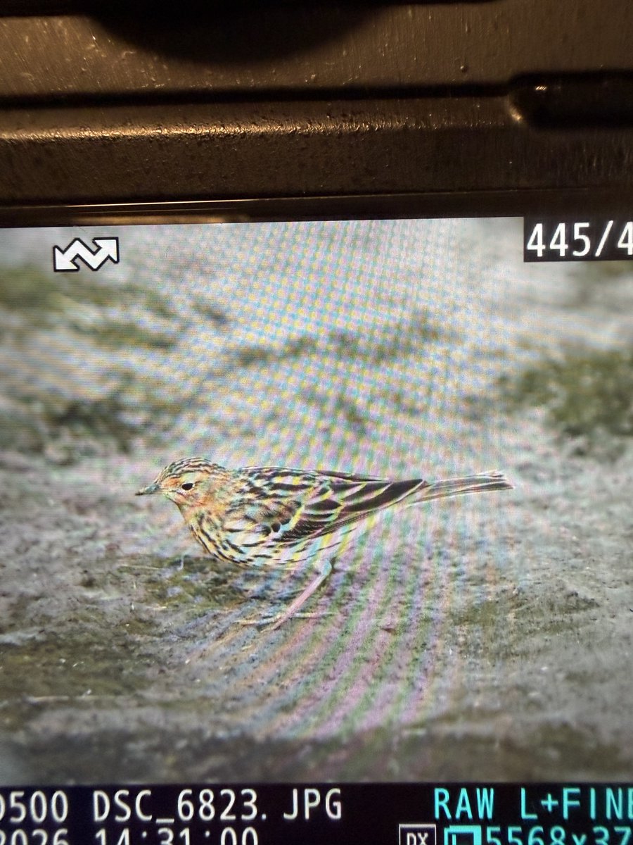 shaneyoda82's tweet image. Amazing views of Red-throated Pipits here on Lesvos 🇬🇷. #Lesvosbirding #birds #Lesvos @LesvosBirdNews #KalloniSaltPans