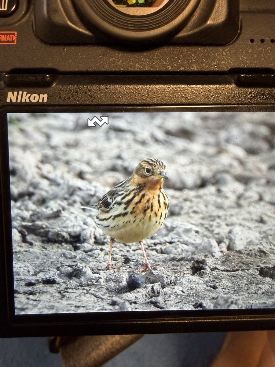 shaneyoda82's tweet image. Amazing views of Red-throated Pipits here on Lesvos 🇬🇷. #Lesvosbirding #birds #Lesvos @LesvosBirdNews #KalloniSaltPans