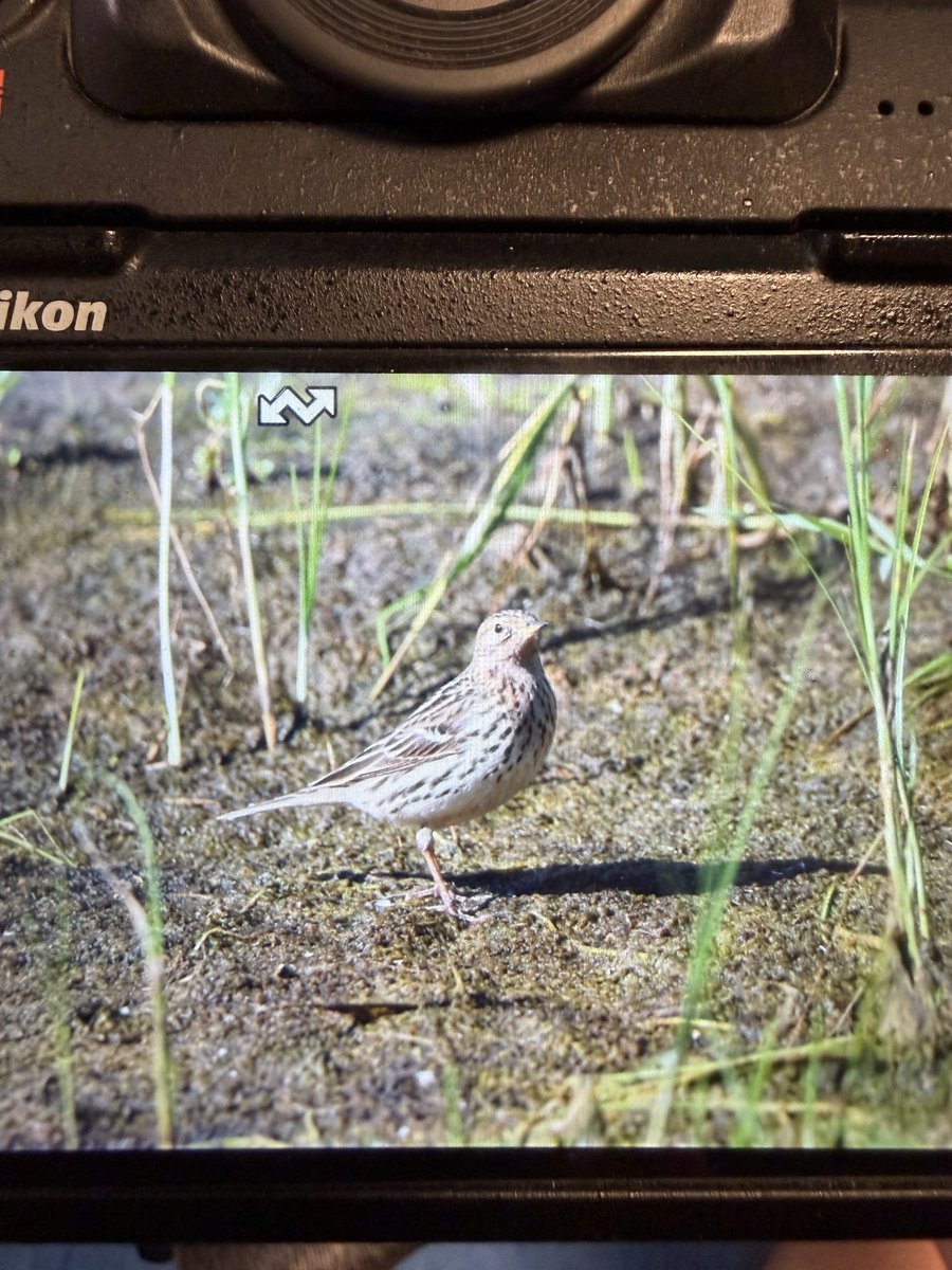 shaneyoda82's tweet image. Amazing views of Red-throated Pipits here on Lesvos 🇬🇷. #Lesvosbirding #birds #Lesvos @LesvosBirdNews #KalloniSaltPans