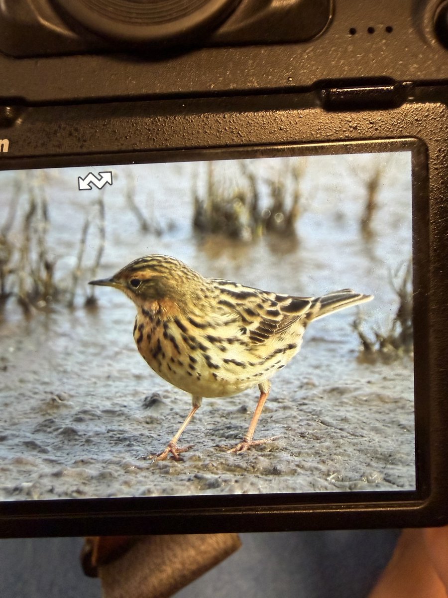 shaneyoda82's tweet image. Amazing views of Red-throated Pipits here on Lesvos 🇬🇷. #Lesvosbirding #birds #Lesvos @LesvosBirdNews #KalloniSaltPans