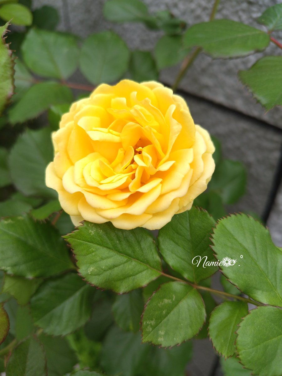 🫒🎀たんぽぽなみえ🎀🫒（sub✿） tweet media