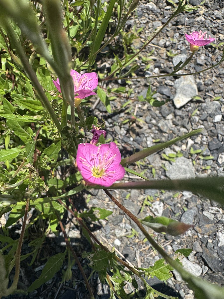 共栄父さん@笑顔と備忘録とお散歩写真🌸🌷 tweet media