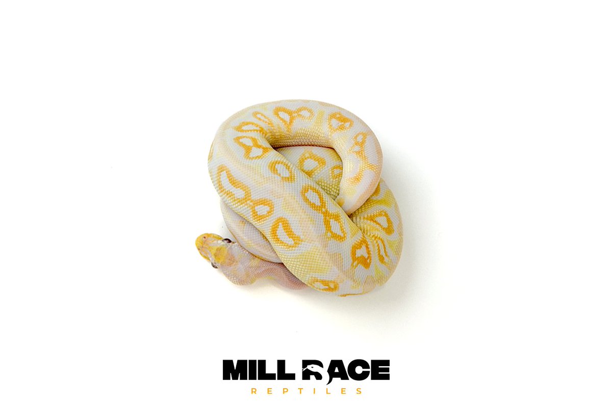 MorphMarket's tweet photo. Lavender Albino Cinnamon Ball Python by Mill Race Reptiles

https://t.co/wQLH5B5riX https://t.co/bHlZ8FDnhP