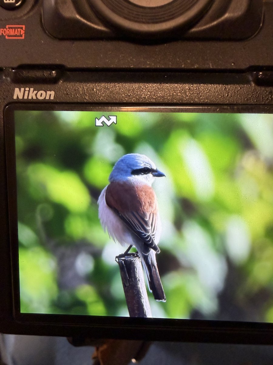 shaneyoda82's tweet image. Collared Flycatcher, Spotted Flycatcher, and Red-backed Shrike all within the same garden on Lesvos 🇬🇷 #Lesvos #birds #Lesvos2026 #SkalaKallonis @LesvosBirdNews