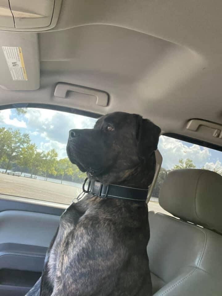 𝕏 Dogs tweet media