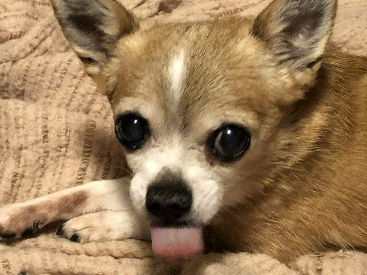 Cleo 🌈 of Hellbeasts tweet media