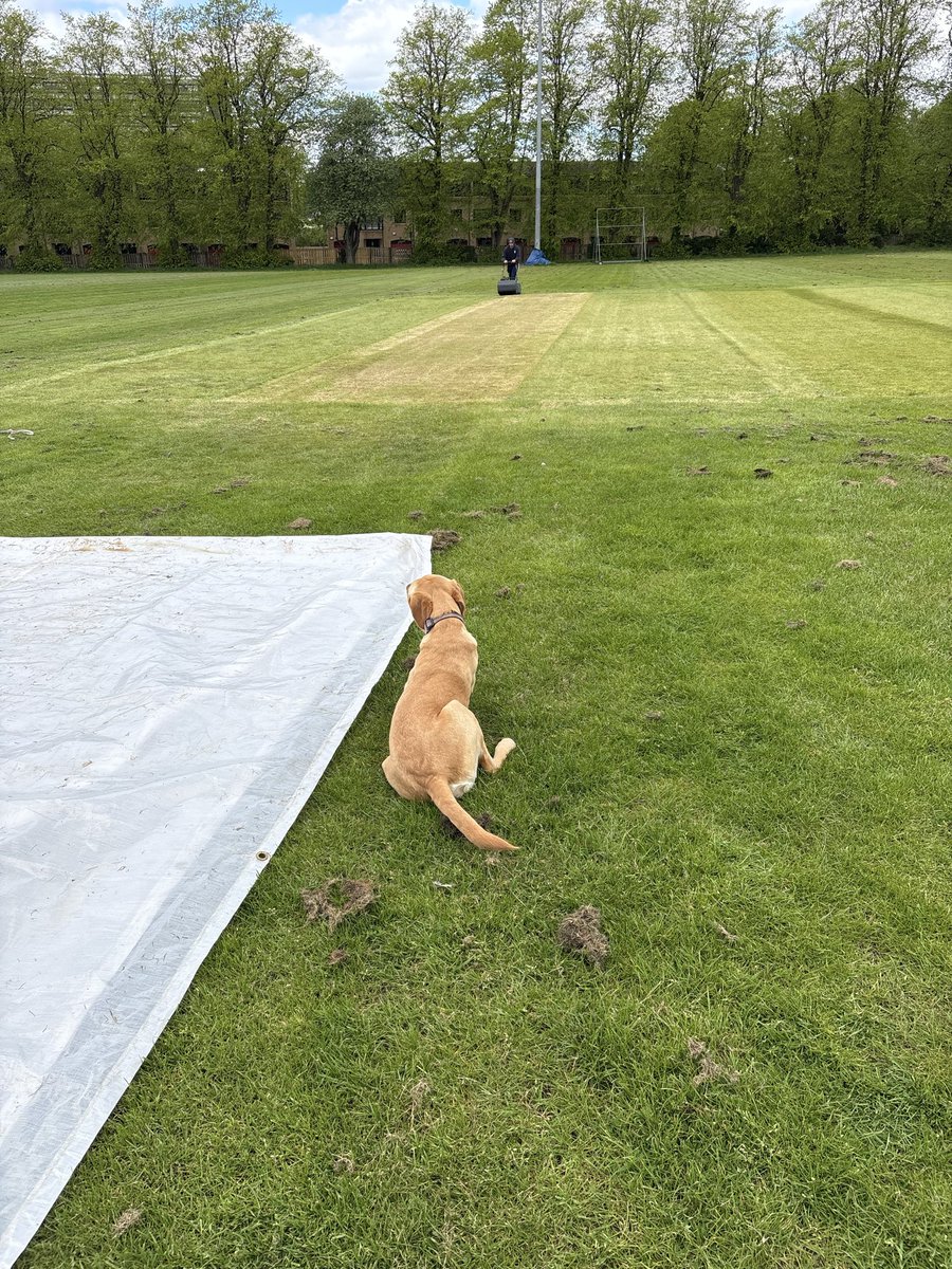 AGroundswork's tweet image. Hard day today @hillheadcc as we worked under the watchful eye of Bella. As we cut the sqaure and wicket as we move closer to the season starting. 🏏🏴󠁧󠁢󠁳󠁣󠁴󠁿 #Labrador #workingdog #cricketdog