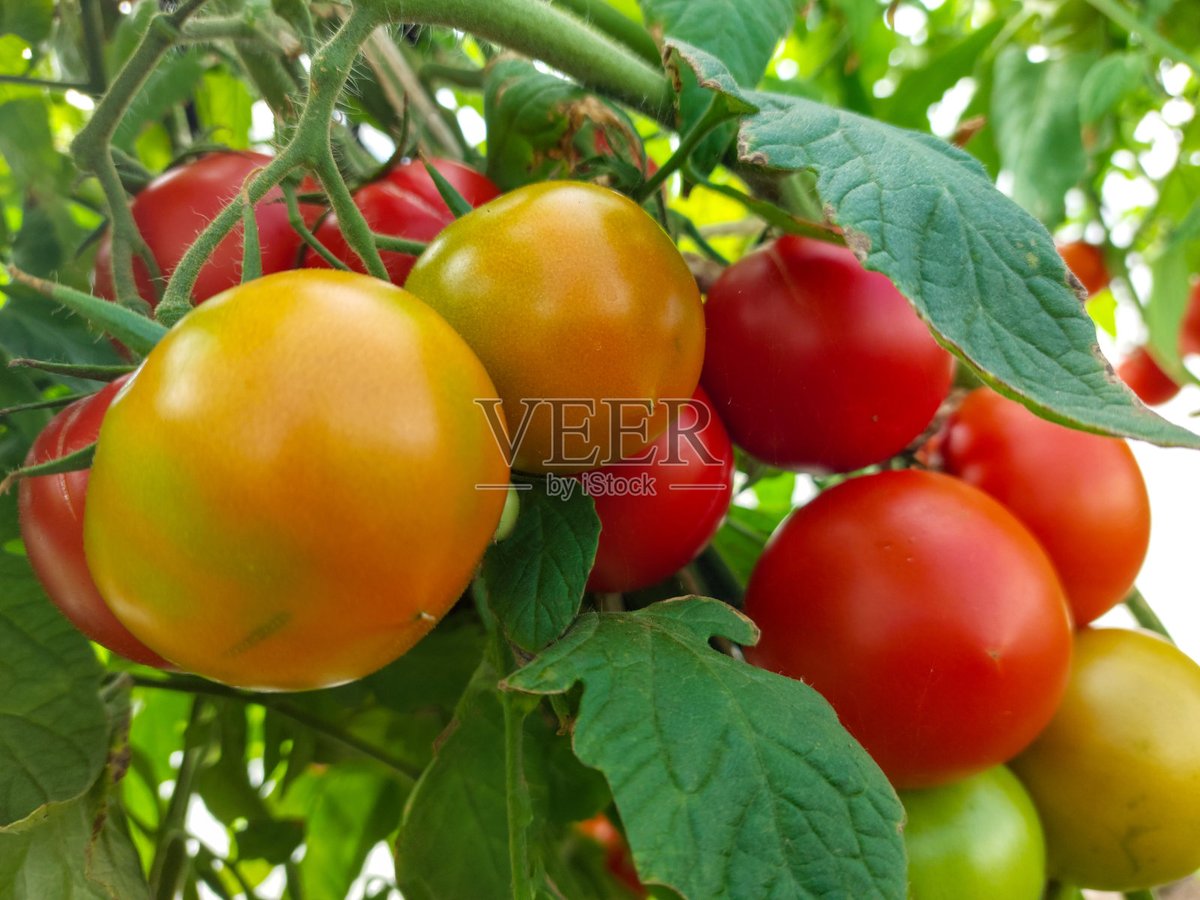 Vasu39284734's tweet photo. "Neighborly win!  Mrs. Lee’s tomato harvest overflowed—she shared 20 lbs with the block, and we’re making a community salsa party tomorrow! Who’s bringing chips  #NeighborLove #CommunityVibes" https://t.co/ituDKB8hvo