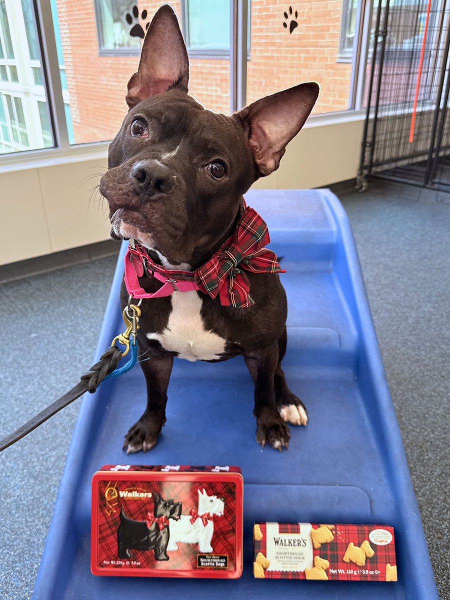 ASPCA tweet media