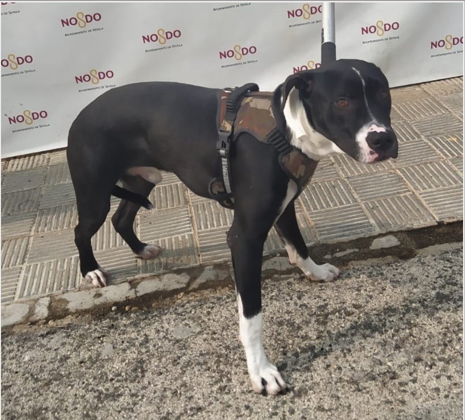KeopsMontes's tweet photo. URGENTEE COMPARTEE..... PEGALO EN TU MURO....❤
MACHO BUSCA ACOGIDA O ADOPCION....
Sevilla - Andalucía - España  (1043 dias en una JAULA)
Urgentemente necesito acogida o adopción.....
https://t.co/X0PoaEwzxm
#en_adopcion_sevilla
Referencia: 2023/2762
Link Original: https://t.co/0cB269rPqr