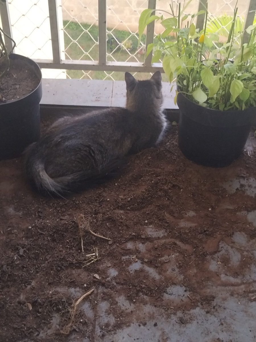 Michersbars's tweet photo. Limpar a casa pra que né... só pra bonita esparramar terra https://t.co/hnjHDYqMtB
