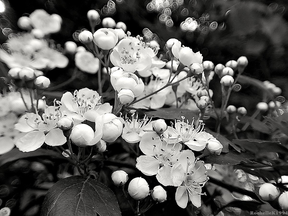 RochelleK1994's tweet photo. 9 YEAR PHOTOGRAPHY ANNIVERSARY SPECIAL! (05/05/2026) [2/2]

Enjoy these special photos that I took today.

#photography #photographyisart #macrophotography #macro #blackandwhite #blackandwhitephotography #9yearsofphotography #9years #anniversary #photographyspecial #hawthorn https://t.co/Jjjqa8Brmt