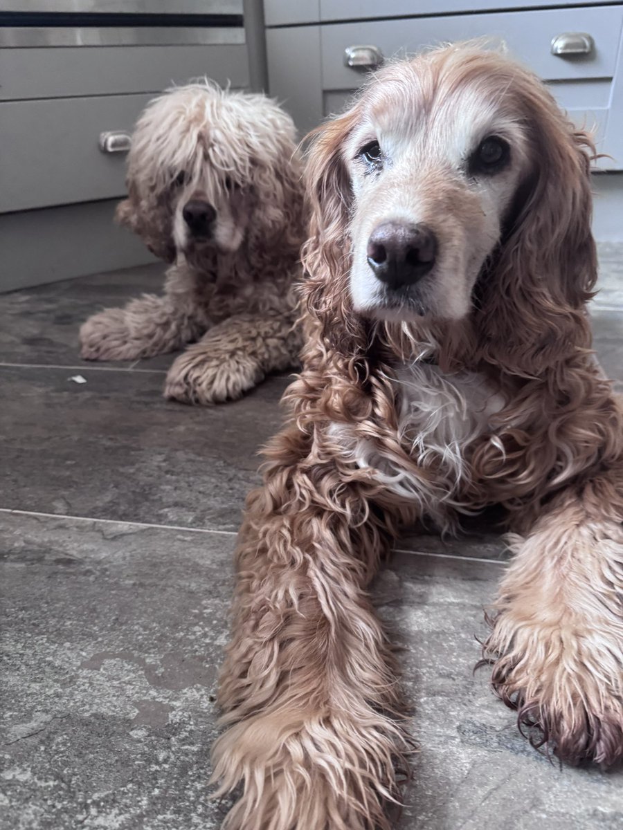 SpanielsSuper's tweet photo. We think you look very smart….
It must be the time of year?
Our #FurThief @GinoCitronni is coming on Thursday to scalp us
We think we look lovely…… mum thinks we look like a pair of wild wooly mops #RoodVeryRood
I’m hoping for a lovely deep soapy #Baff with lots of conditioning massage & extra conditioning massage 🤞🤞
Isky hates Baffs & is hoping not!
One of us will be right 😂😂😂
#GinoTheFurThief