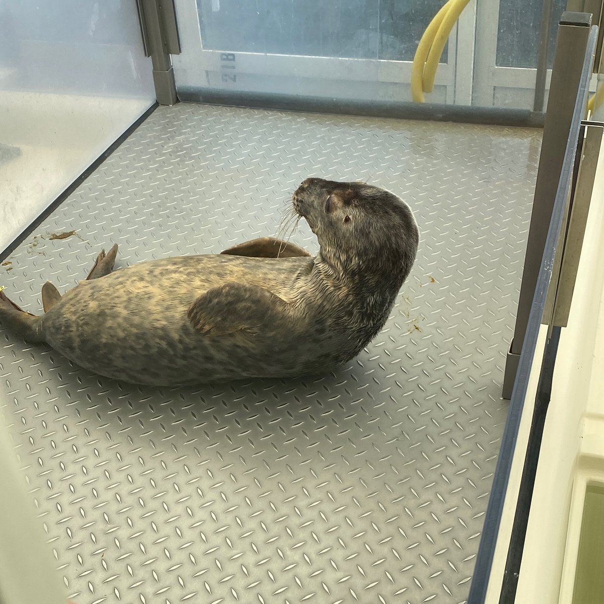 Seallover_Emily's tweet photo. 腹筋するアザラシなんて
初めて見たんだけど！

📍📷　オランダのAseal
#アザラシ幼稚園
#Aseal https://t.co/U0knYgUwxg
