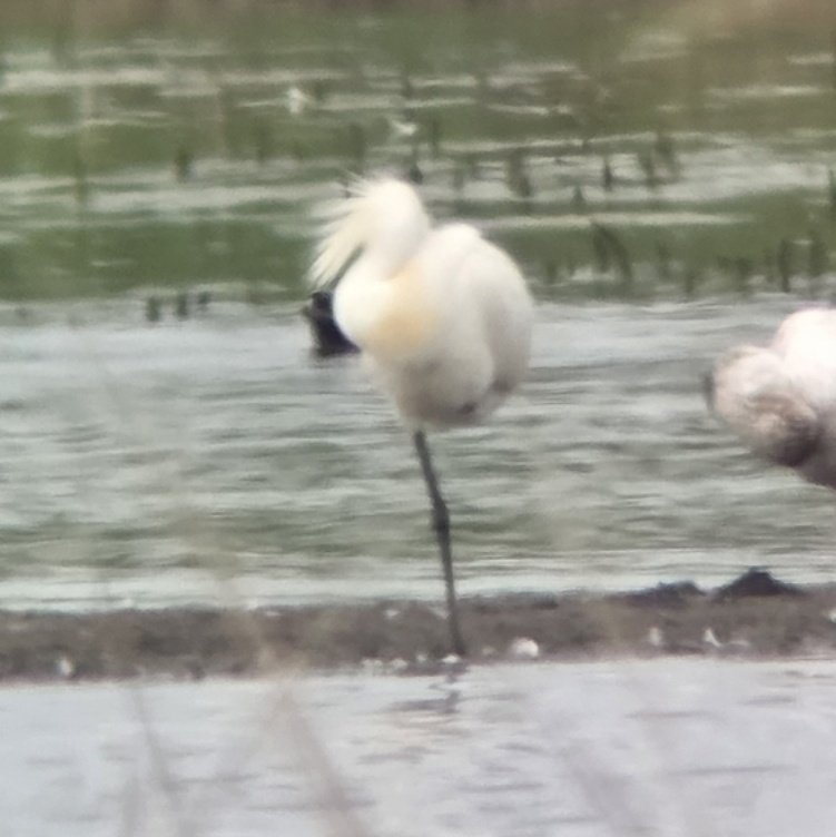 EDBirding's tweet photo. Another quality day today - Kentish Plover at Broom early doors followed by a full circuit of @RSPBRainham from midday, which produced the pair of Black-winged Stilts, a Black Tern, Spoonbill, Whimbrel, Bearded Tits, 2 Great Egrets and Hobbies everywhere. https://t.co/PUnCEuy1Uo