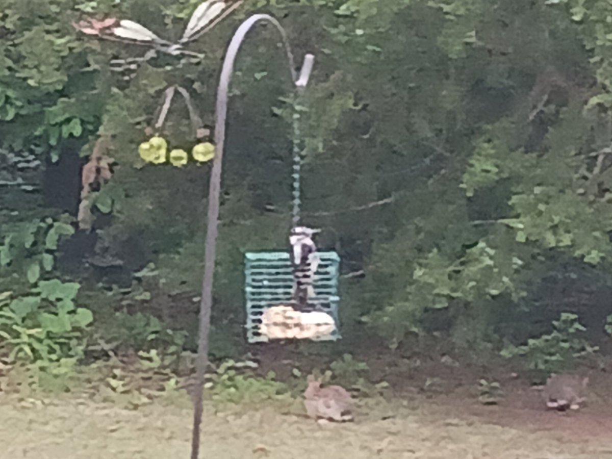 arkwill66's tweet photo. Penny and I made a trip to Conway yesterday; this morning, Lily Mae is at a low-cost clinic in Greenbrier for her spay surgery. While we wait, we're enjoying coffee and bird and bunny watching from Gina and Guy's back porch. https://t.co/v6CvcZr9YK