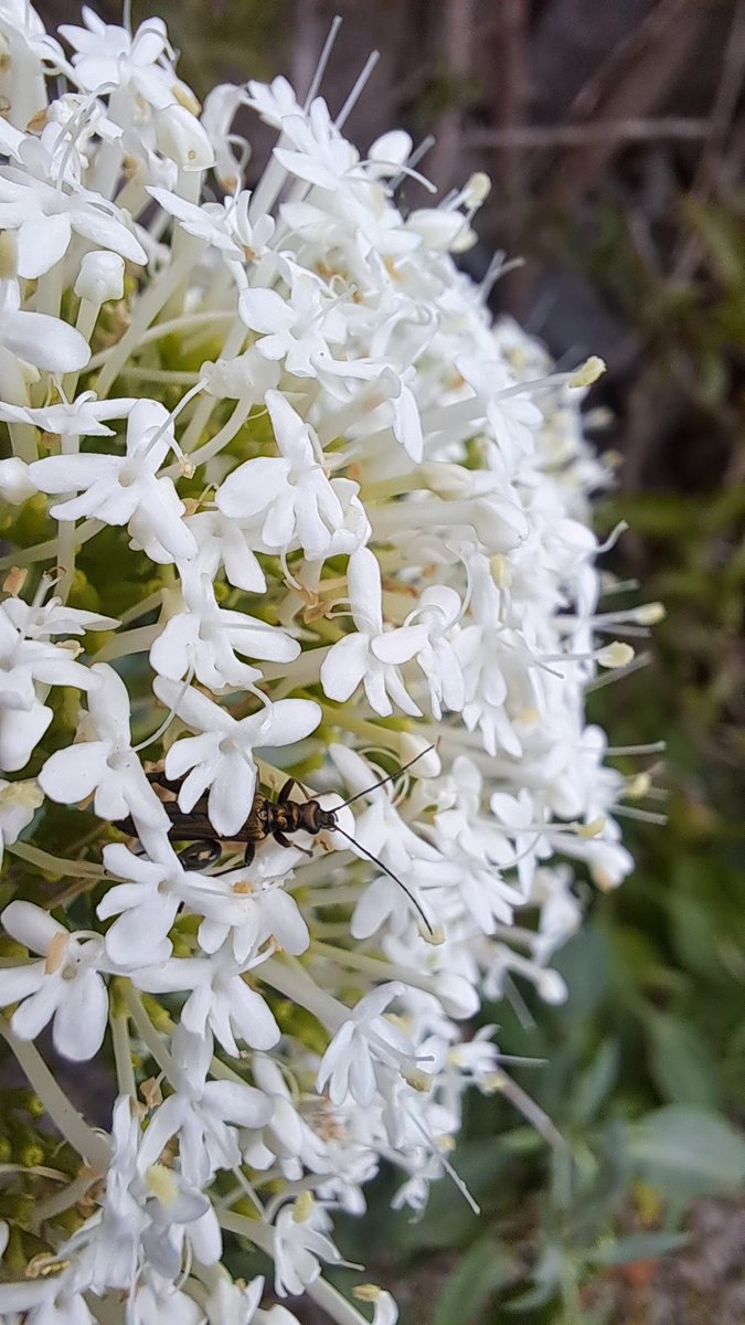 _InnerBloom's tweet photo. Qué tendrán las flores que no puedo evitar forografiarlas??
#flores #flower #flowers #bloom https://t.co/iCma0aLCfL