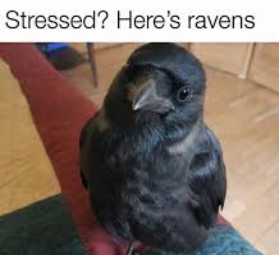 Raven tweet media
