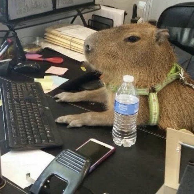 flanchota's tweet photo. yo en el trabajo fingiendo que se usar excel https://t.co/6fDacsTg43