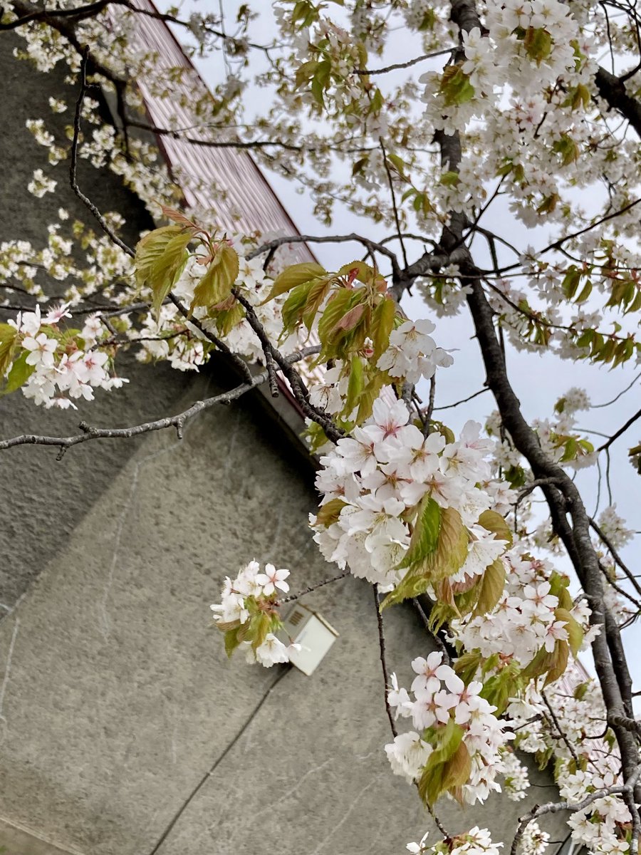 SW_monkuchan's tweet photo. しとしとと雨が降る日
北海道では桜に緑の葉っぱが芽吹く頃🌱
結婚をしました

こんな私の人生に
大好きな人のお嫁さんになる日、が
訪れるだなんて夢にも思っていなかった
この人と死ぬまで一緒にいたい
誰かにそう思える日が、私に訪れるなんて

生き続けていると
何が起こるか分からなくて不思議 https://t.co/5qcNA1u7Pf