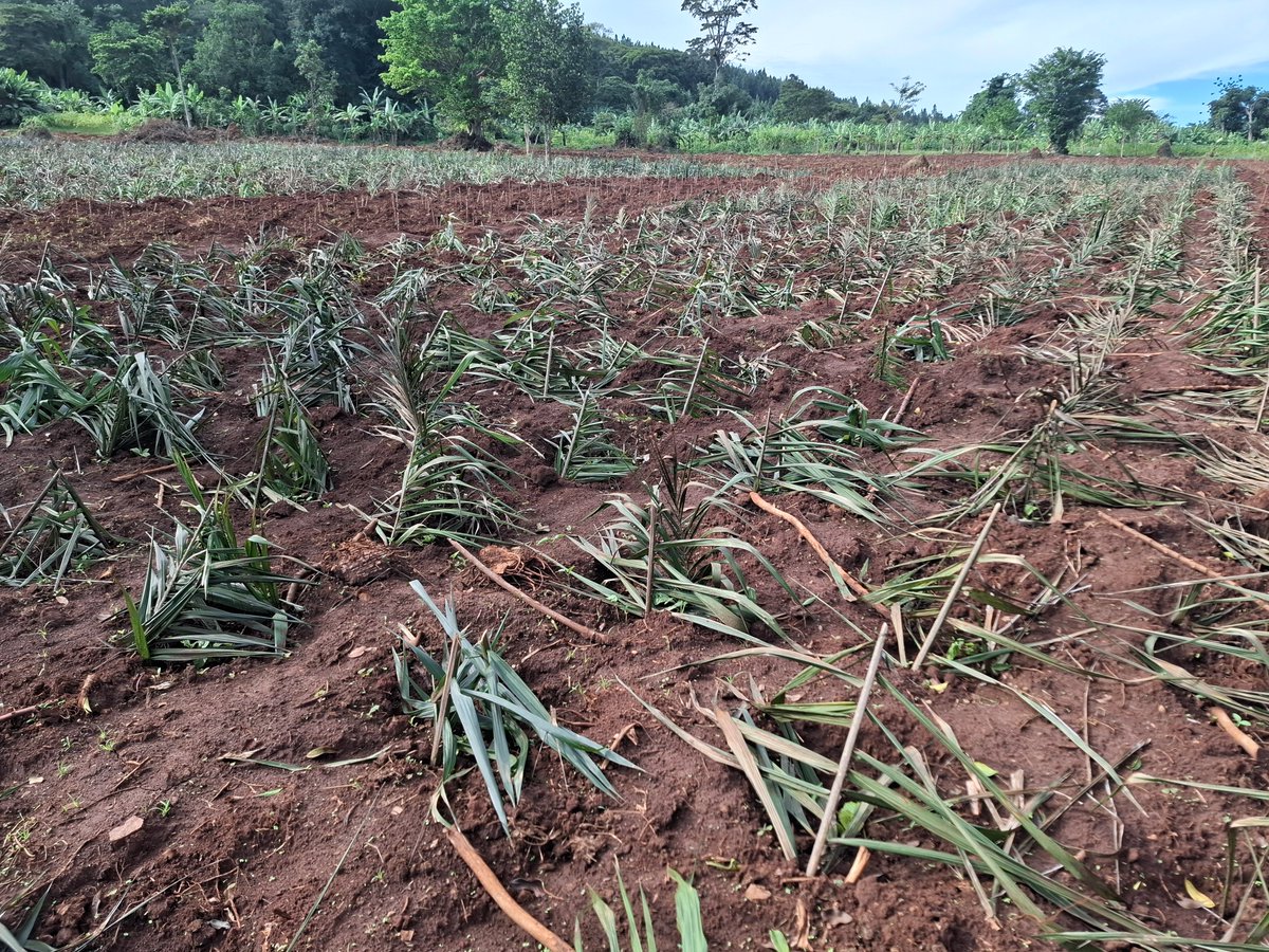 National Coffee Research Institute Uganda (NaCORI) tweet media