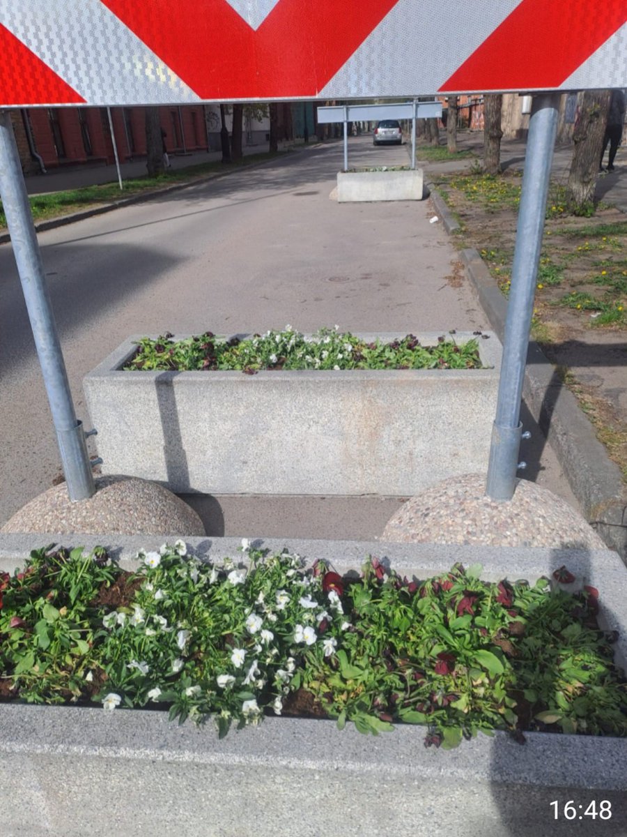 RostokaAida's tweet photo. @Zaklina2022 Kotello Vārnu ielas stādījumus aizmirsusi apliet. Un kāda izskatās  dobe pie Pērnavas ielas? Ja nespēj apkopt pāris puķpodu un vienu dobi, tad nevar ķerties pie grandioziem projektiem. https://t.co/WJ0YlXo6uz