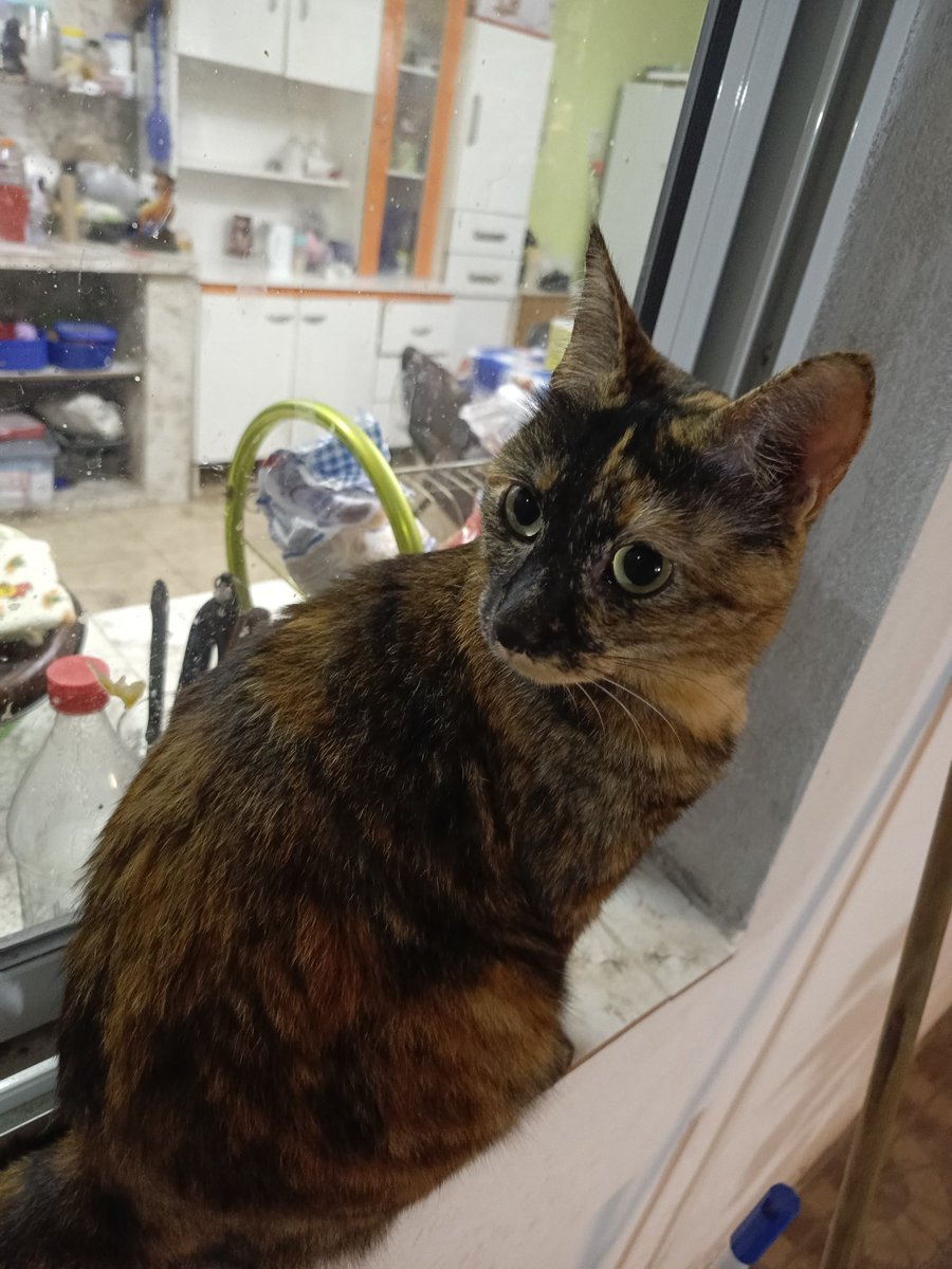 WakoAr_Clips's tweet photo. He visto muchos gatos en mi feed, uno más no hará daño https://t.co/mDfNKY7cWF