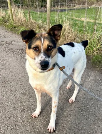 rescuedoggypaws's tweet image. 4/5yr old Abbey is in #Lancashire and looking for her forever
She can walk lovely with other dogs and even enjoy some play time outside of the home. But inside she would like no other pets.
oehfoundationdogrescue.com
#Preesall #Blackpool #Lancaster #Morecambe #Fleetwood #StAnnes