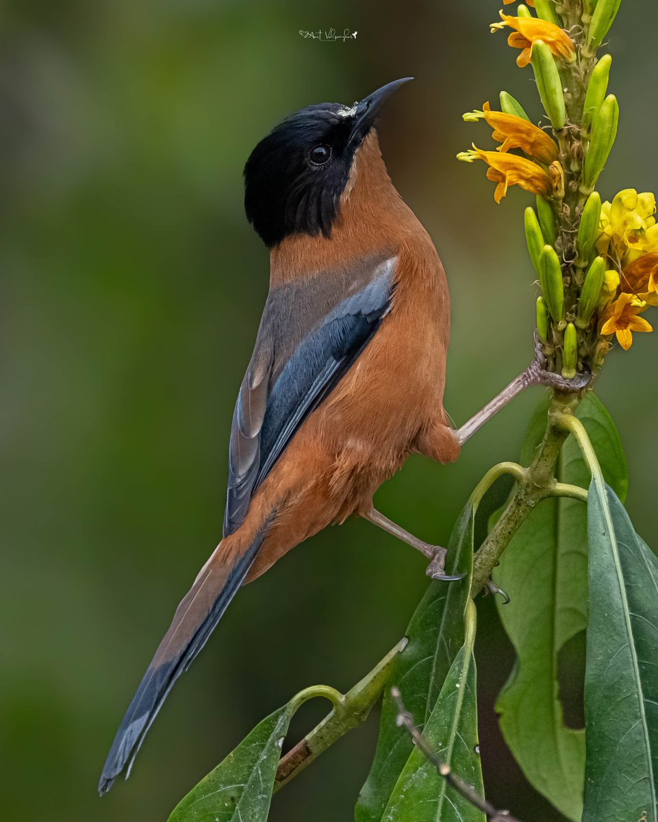 amit_valsangkar's tweet image. Rufuous Sibia #Colors #IndiAves #ThePhotoHour #birdphotography #BBCWildlifePOTD #NaturePhotography #birds @NatureIn_Focus @NatGeoIndia @NatureattheBest @SonyBBCEarth @WildlifeMag @WeNaturalists #BirdsSeenIn2026 #canon #BirdsOfTwitter @Canon_India #black  @NatGeoAnimals #rufous