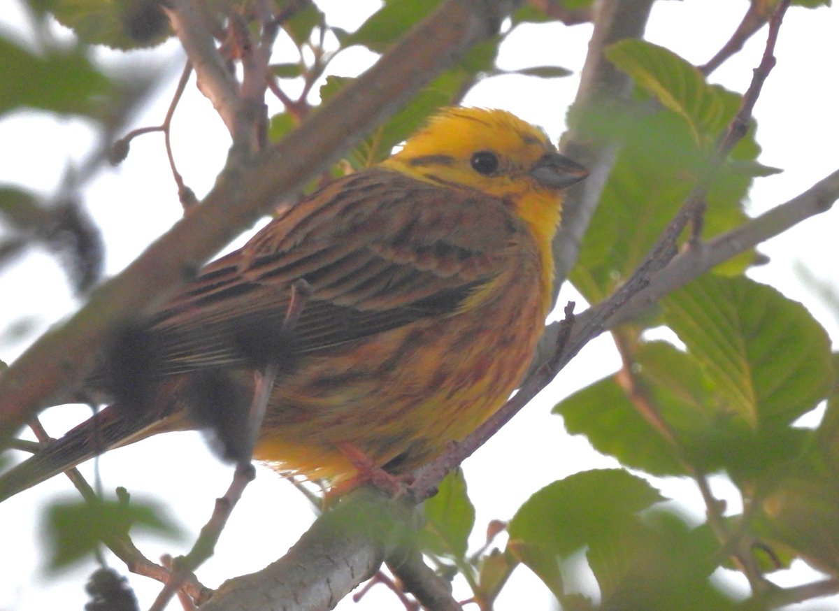 MarburyBirds tweet media