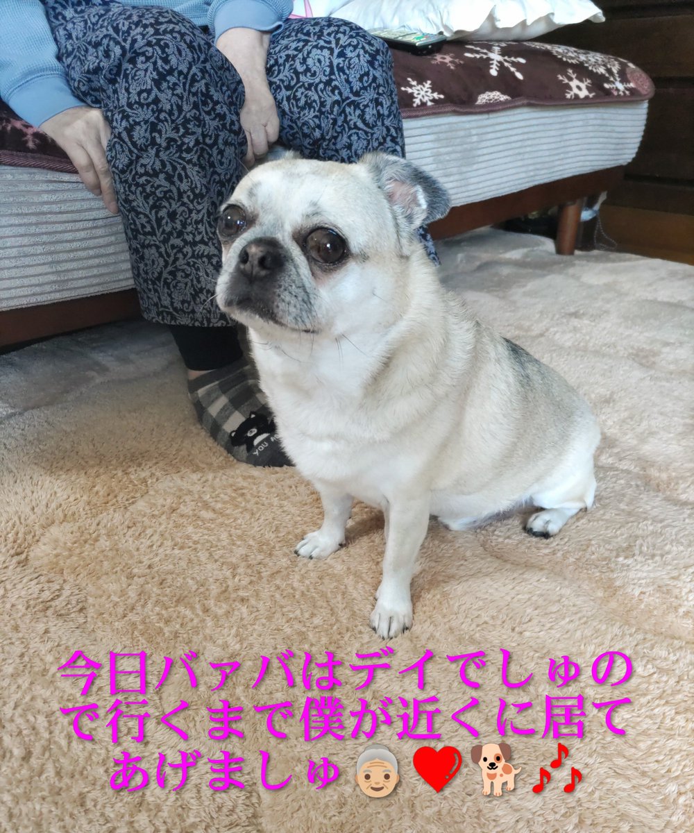 京虎LOVE❤理恵ママ🐷「京たん♡4月1日に9歳になりました🎀」 tweet media