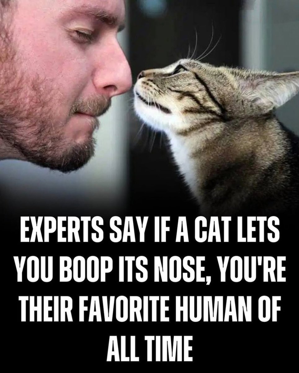 We don't deserve cats 😺 tweet media
