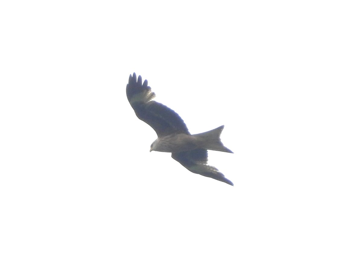 MarburyBirds tweet media