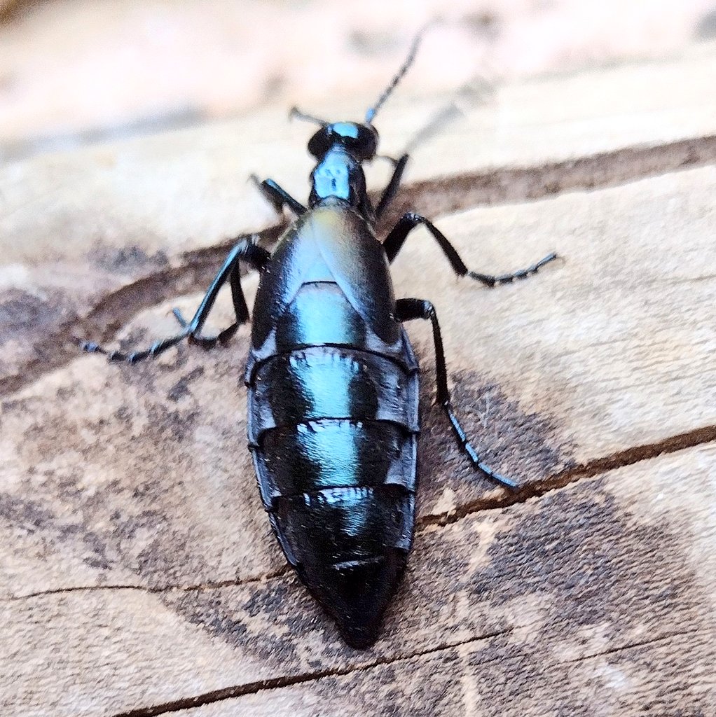 初めて見たけど凄いメタリックだった😳 #ヒメツチハンミョウ #昆虫