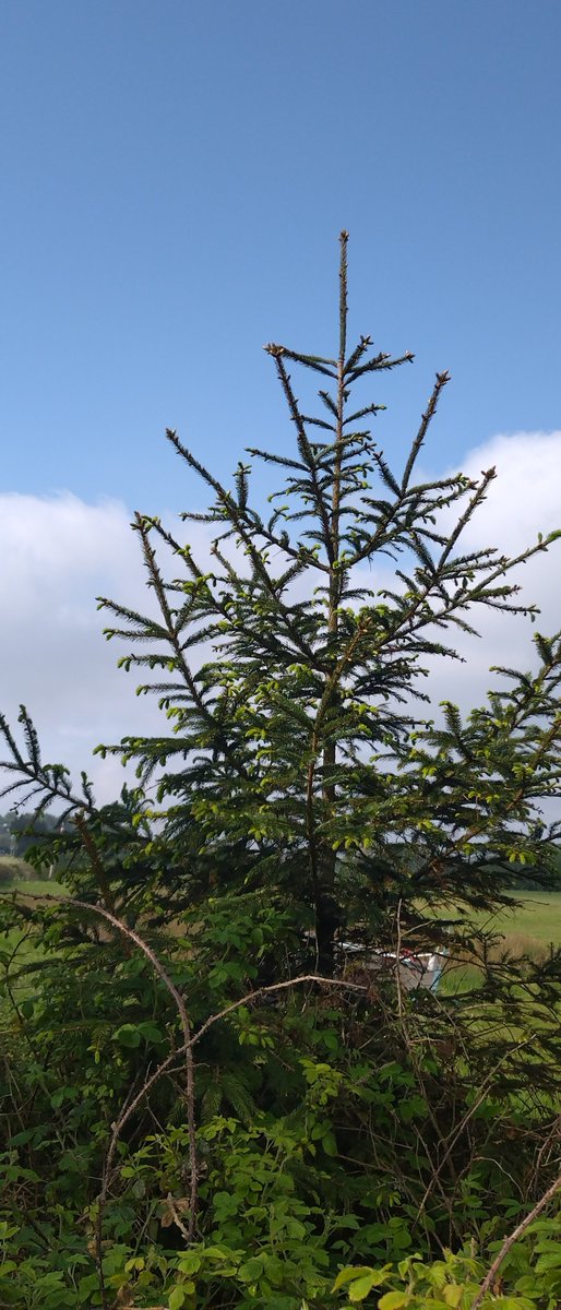 mags324's tweet image. Love all trees🌲🌿🌳plenty to see on my walk through the fields ..🌤️🩵☀️🚶🏻‍♀️💚

Random 'Christmas Tree'🌲😀

Beautiful Common Hawthorns with 🤍flowers and berries..🔴🔴