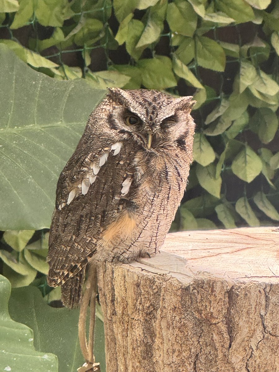 bishop20100210's tweet photo. 数年観たいと思っていた #ハシビロコウ を #掛川花鳥園 に🦉
#オニオオハシ 🦜に出迎えられ沢山のコガネメキシコインコや色々の種類の鳥達に触れ合えとても癒される空間でした🦆
ハシビロコウも余り動きは無いものの何時迄も観ていられる感じでした！！ https://t.co/jymlrI81e0
