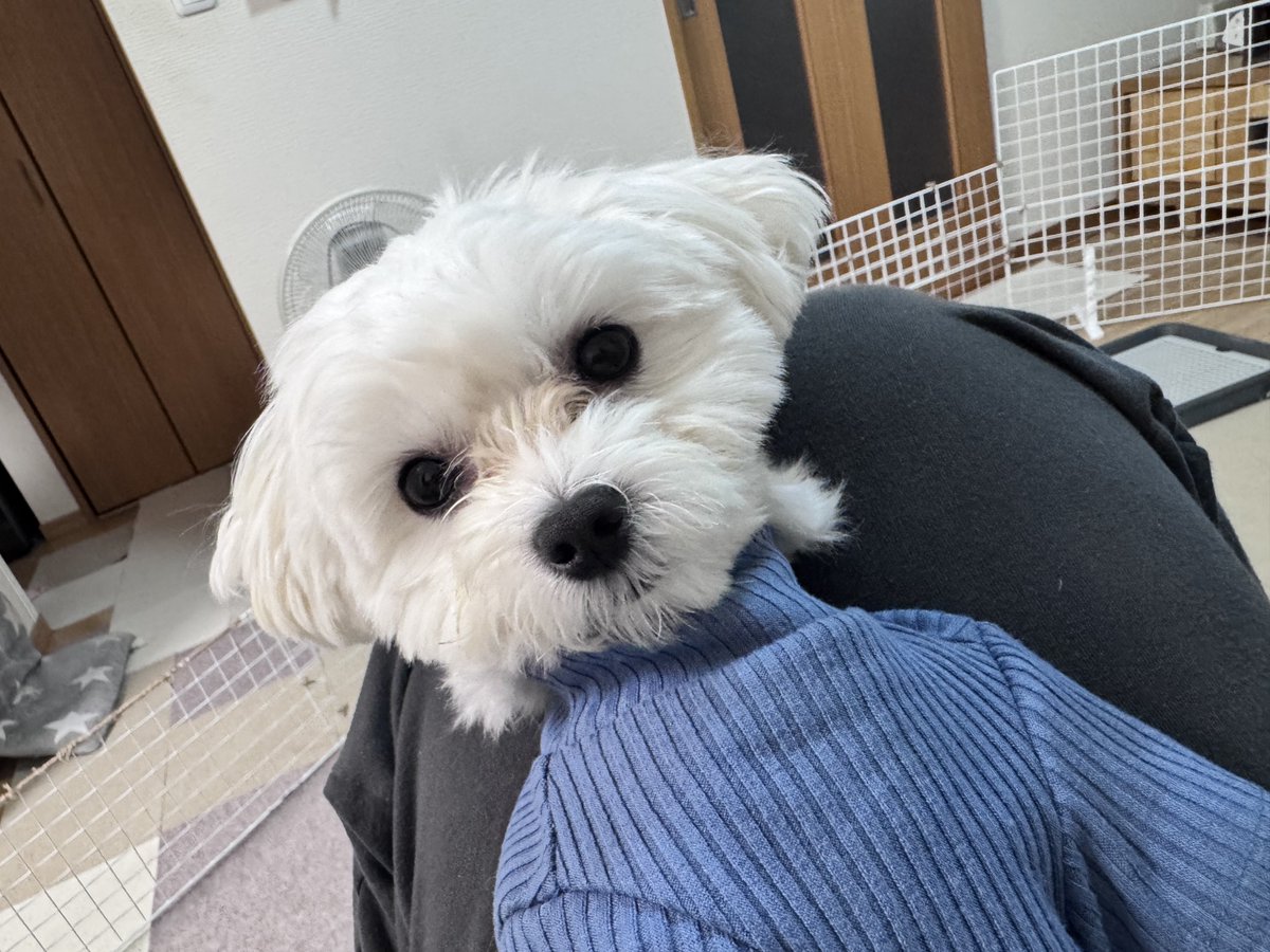 noa_the_dog's tweet photo. クサクサ犬 https://t.co/Bl3SPxpfsj