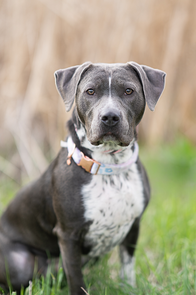 Ruff Start Rescue tweet media