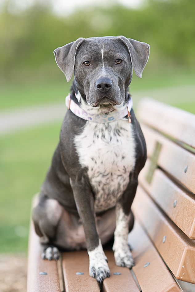 Ruff Start Rescue tweet media